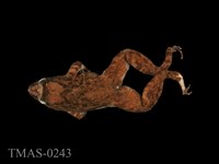 藏品(福建大頭蛙)的圖片